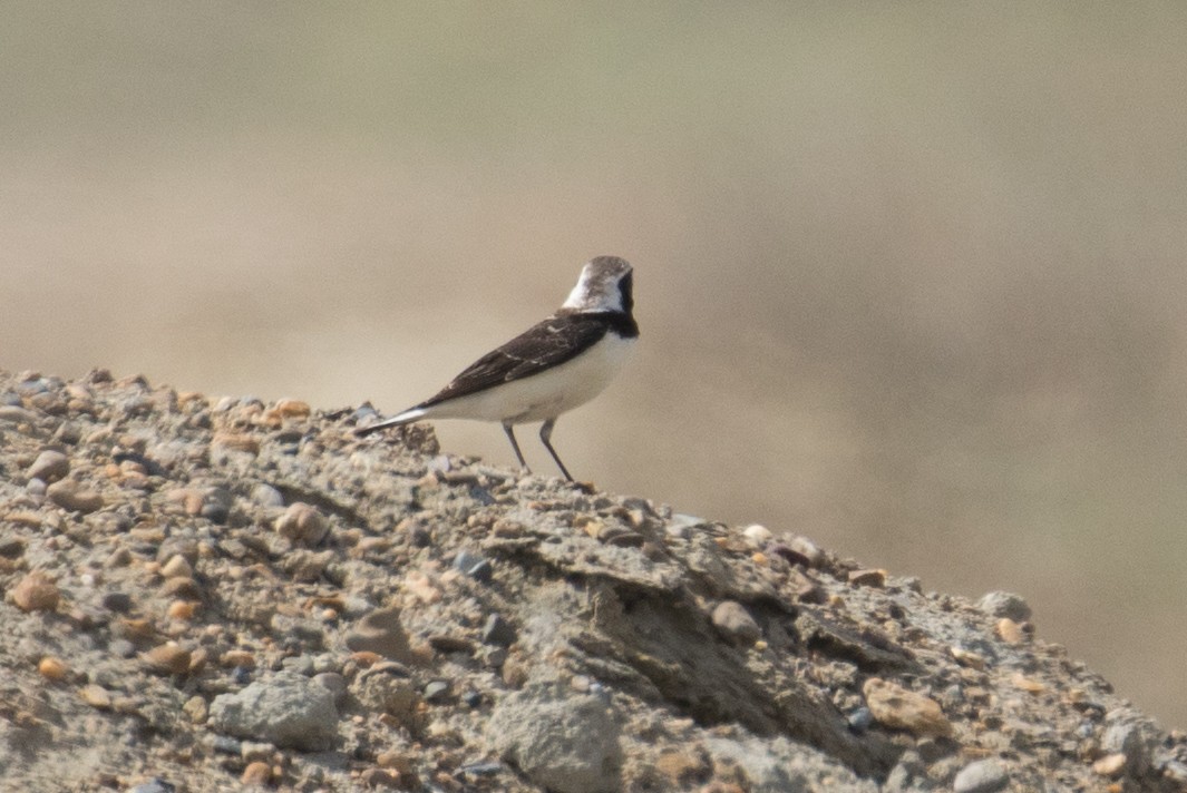 Variable Wheatear - ML120759521