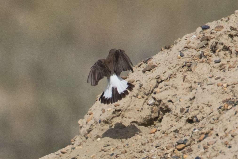 Variable Wheatear - ML120759531