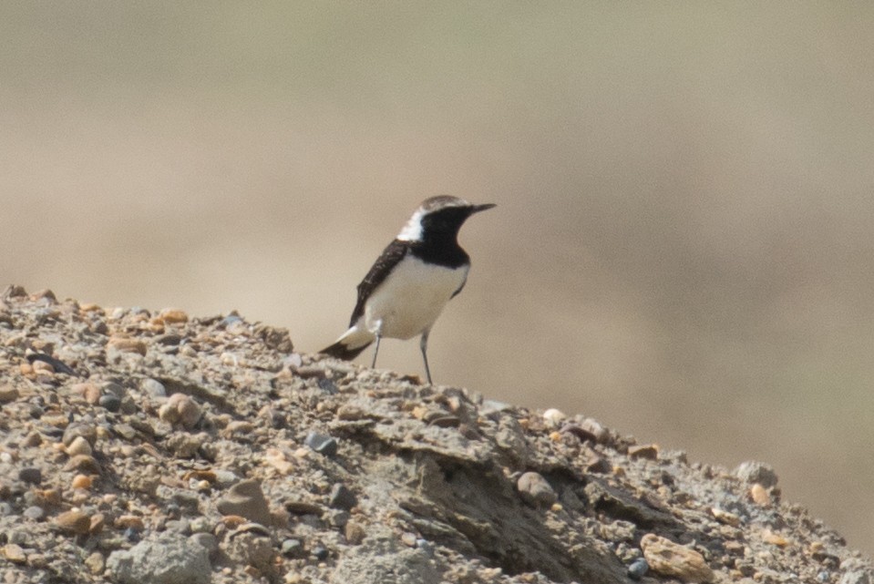 Variable Wheatear - ML120759541