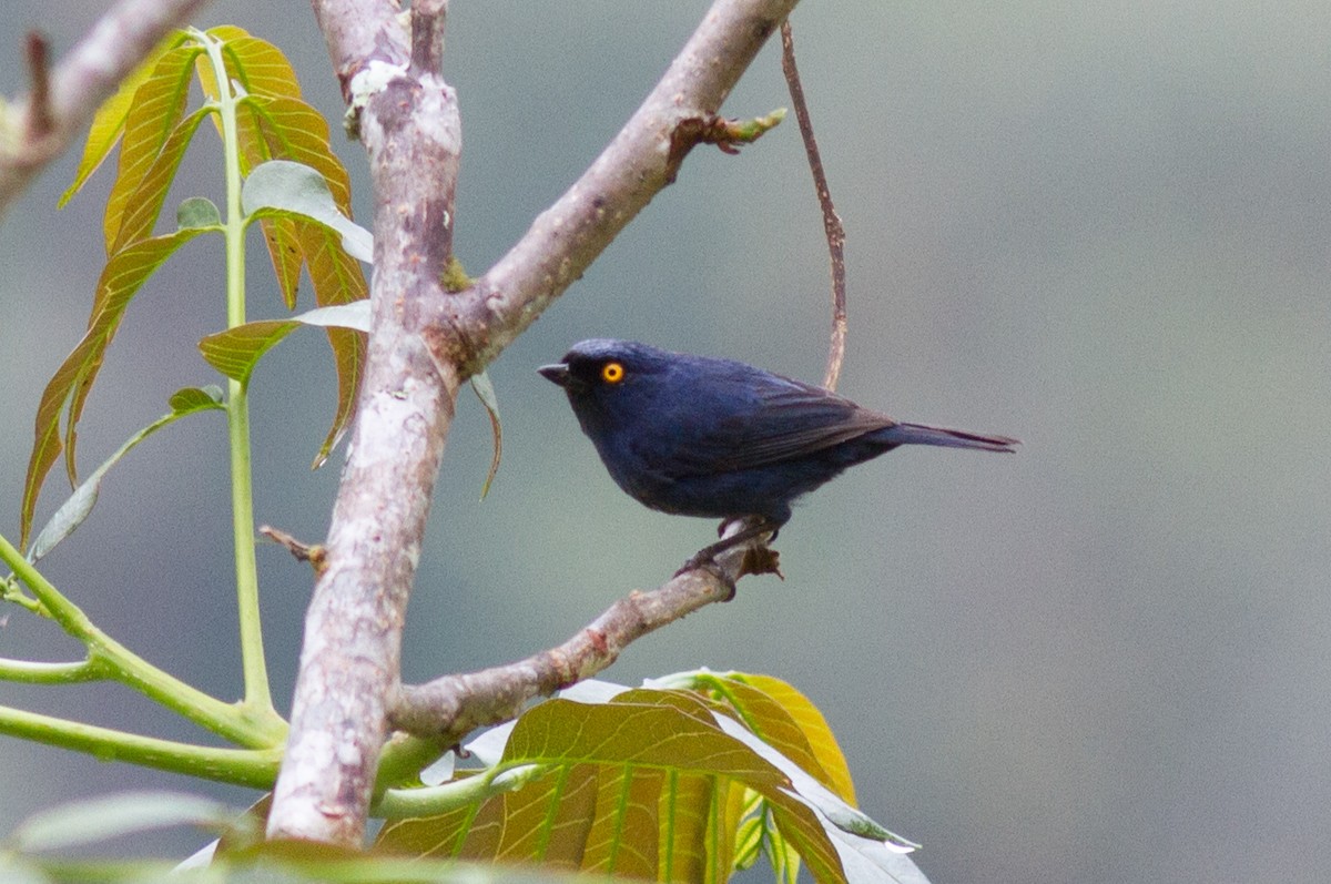 Percefleur glauque - ML120760831