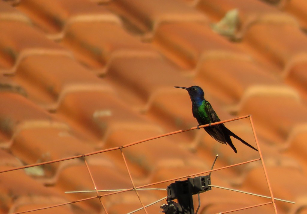Swallow-tailed Hummingbird - Arthur Gomes