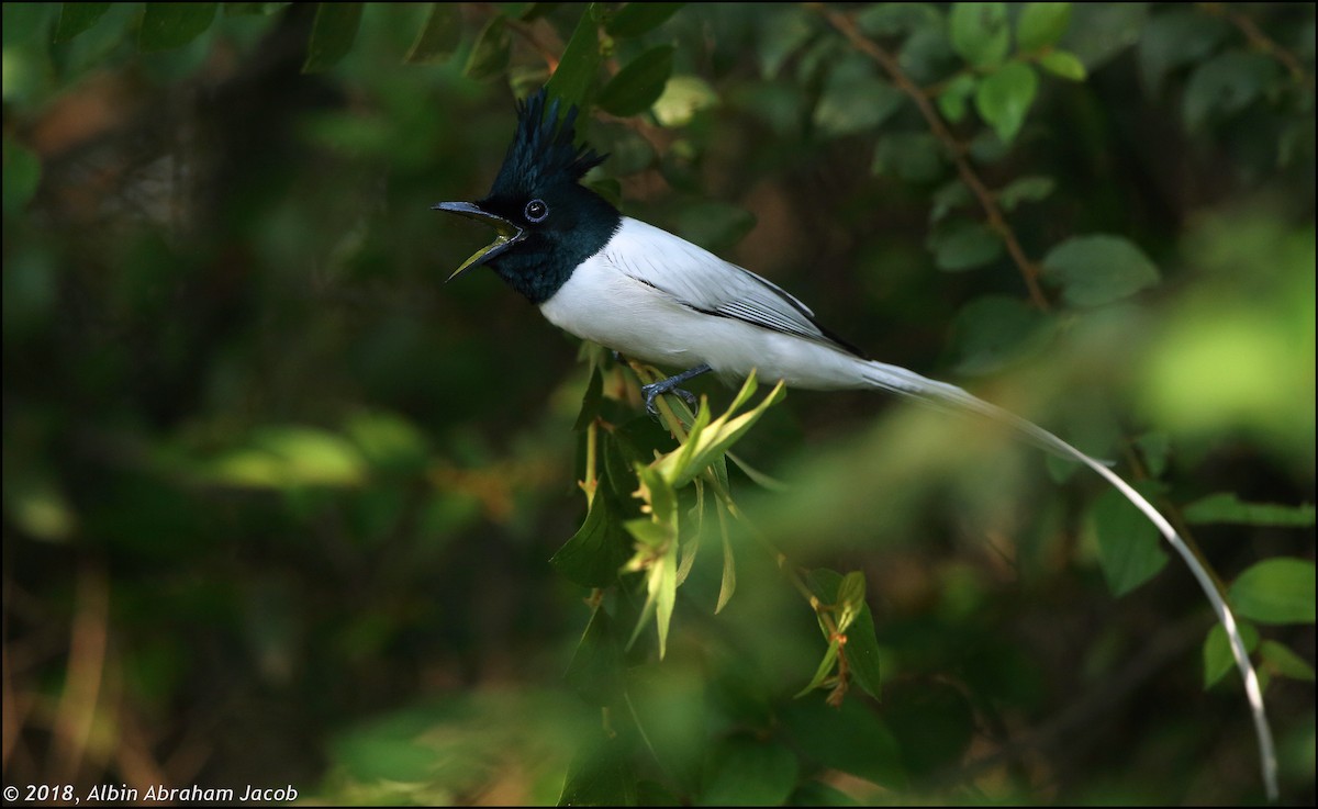 Indian Paradise-Flycatcher - Albin Jacob