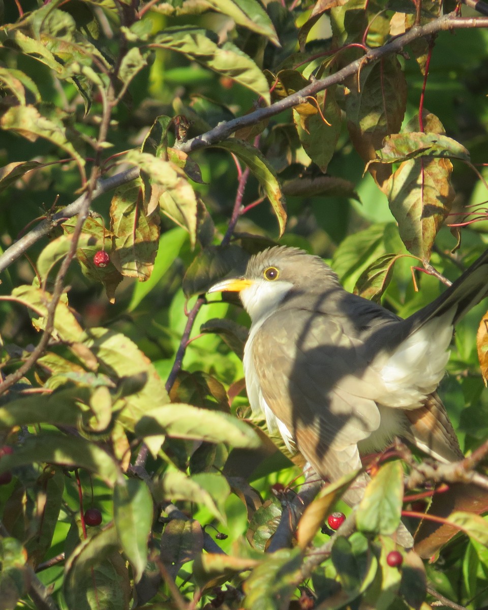 Yellow-billed Cuckoo - Chris Floyd