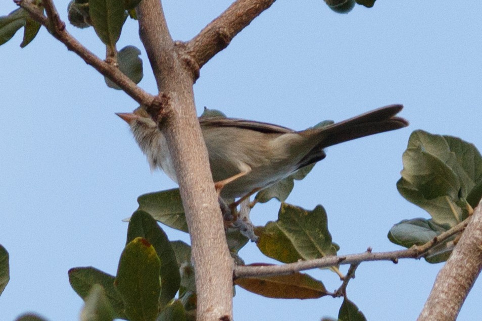 Clay-colored Sparrow - ML120762861