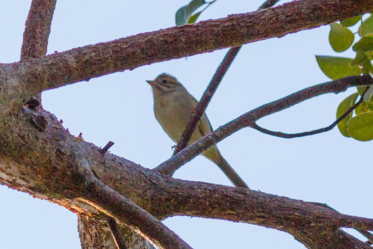 Clay-colored Sparrow - ML120762871