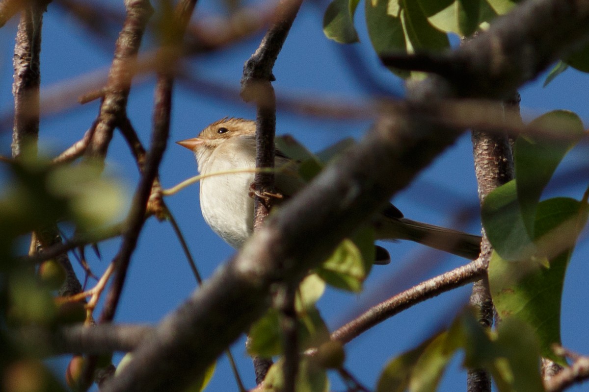 Clay-colored Sparrow - ML120762891