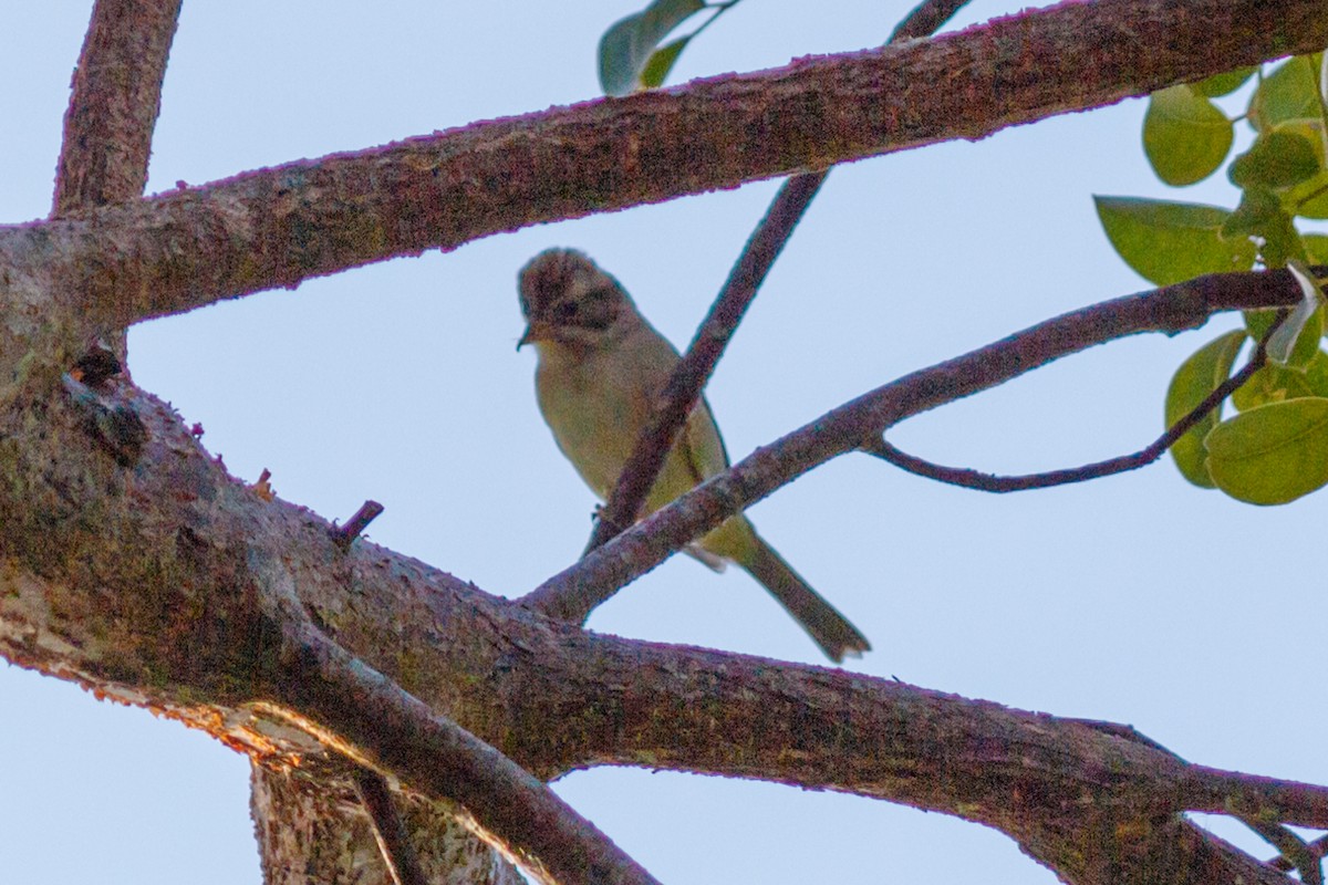 Clay-colored Sparrow - ML120762901