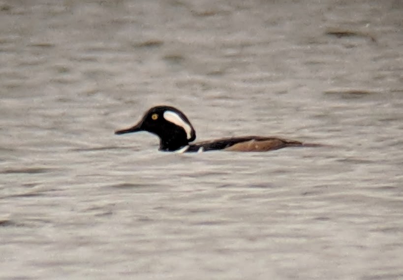 Hooded Merganser - ML120763161