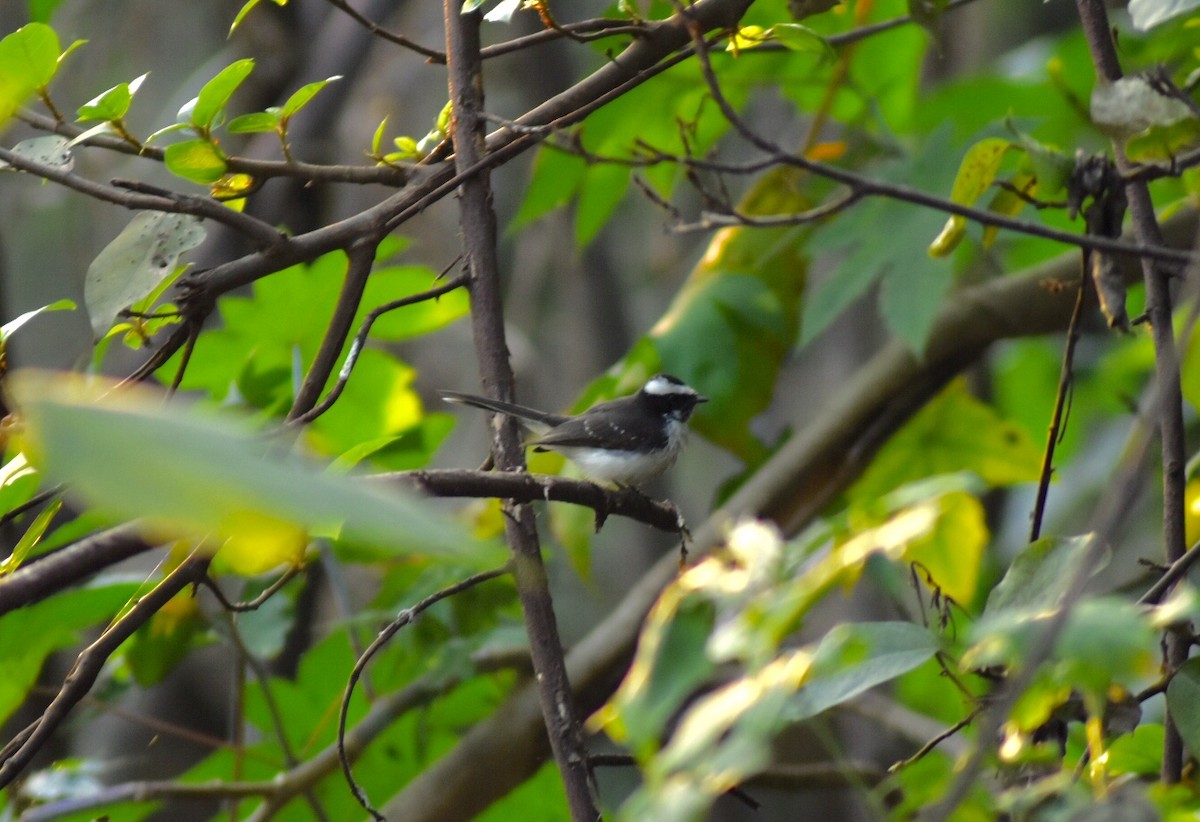 White-browed Fantail - ML120764391