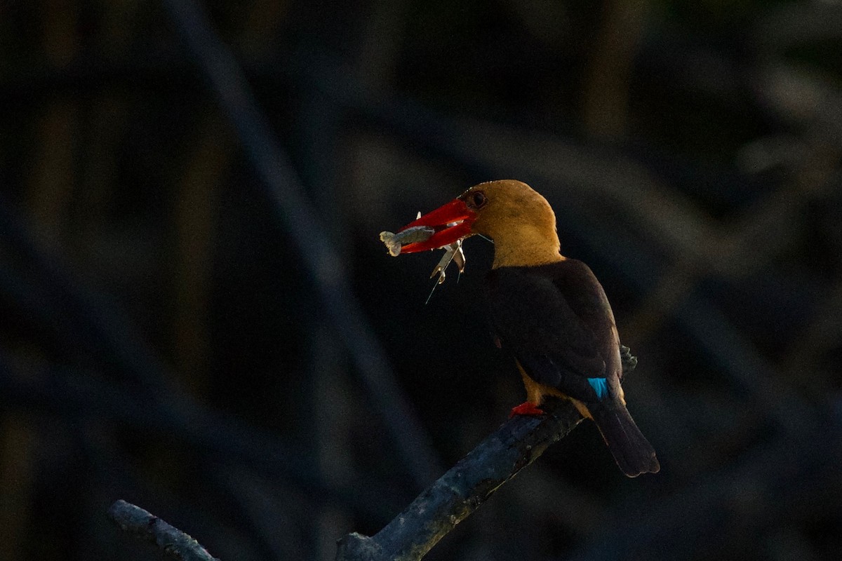 Brown-winged Kingfisher - Qin Huang