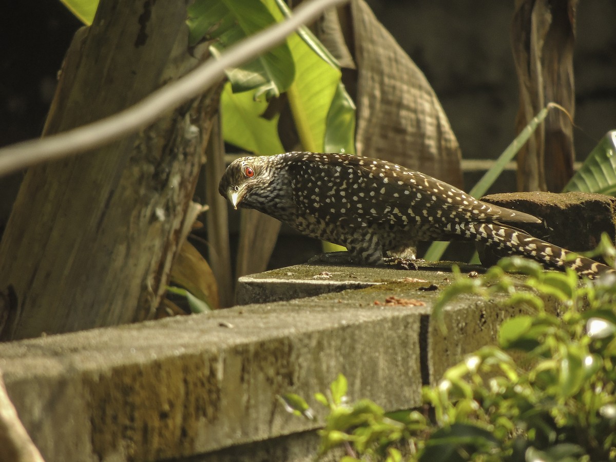 Asian Koel - Anand  Mohan