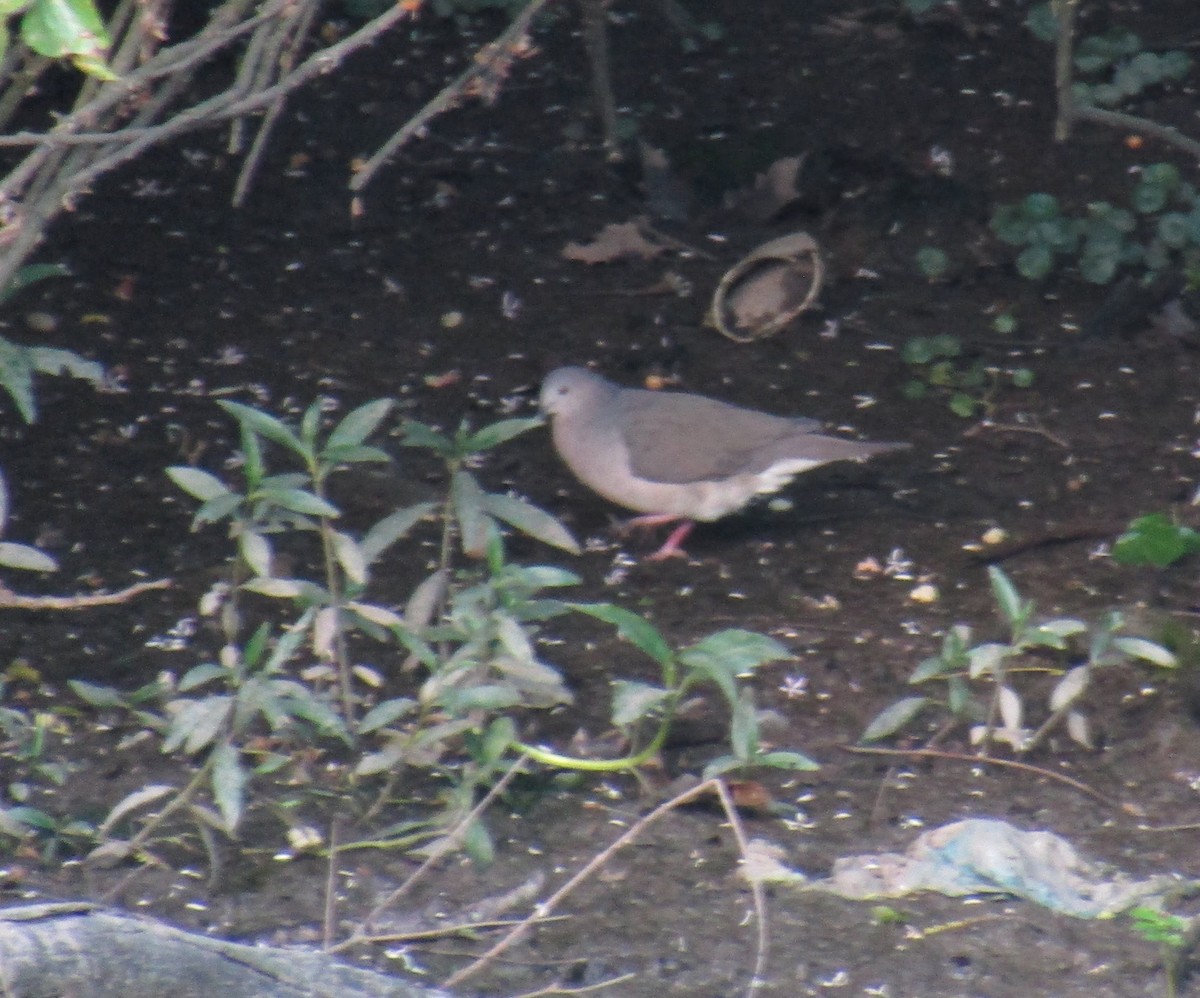 White-tipped Dove - Ezequiel Vera