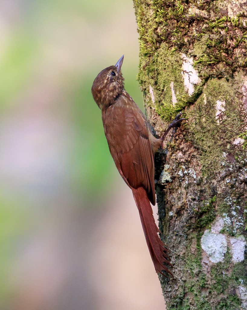 Wedge-billed Woodcreeper - ML120767591