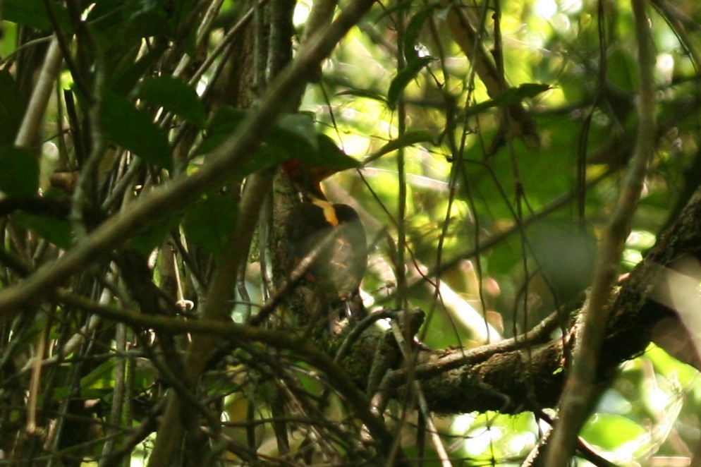 Orange-backed Woodpecker - ML120767661