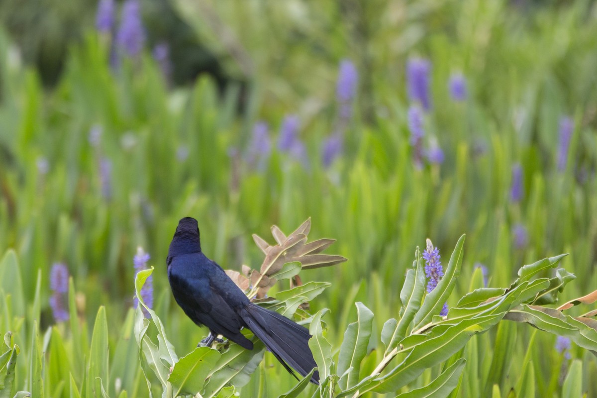 Boat-tailed Grackle - Tony Dvorak