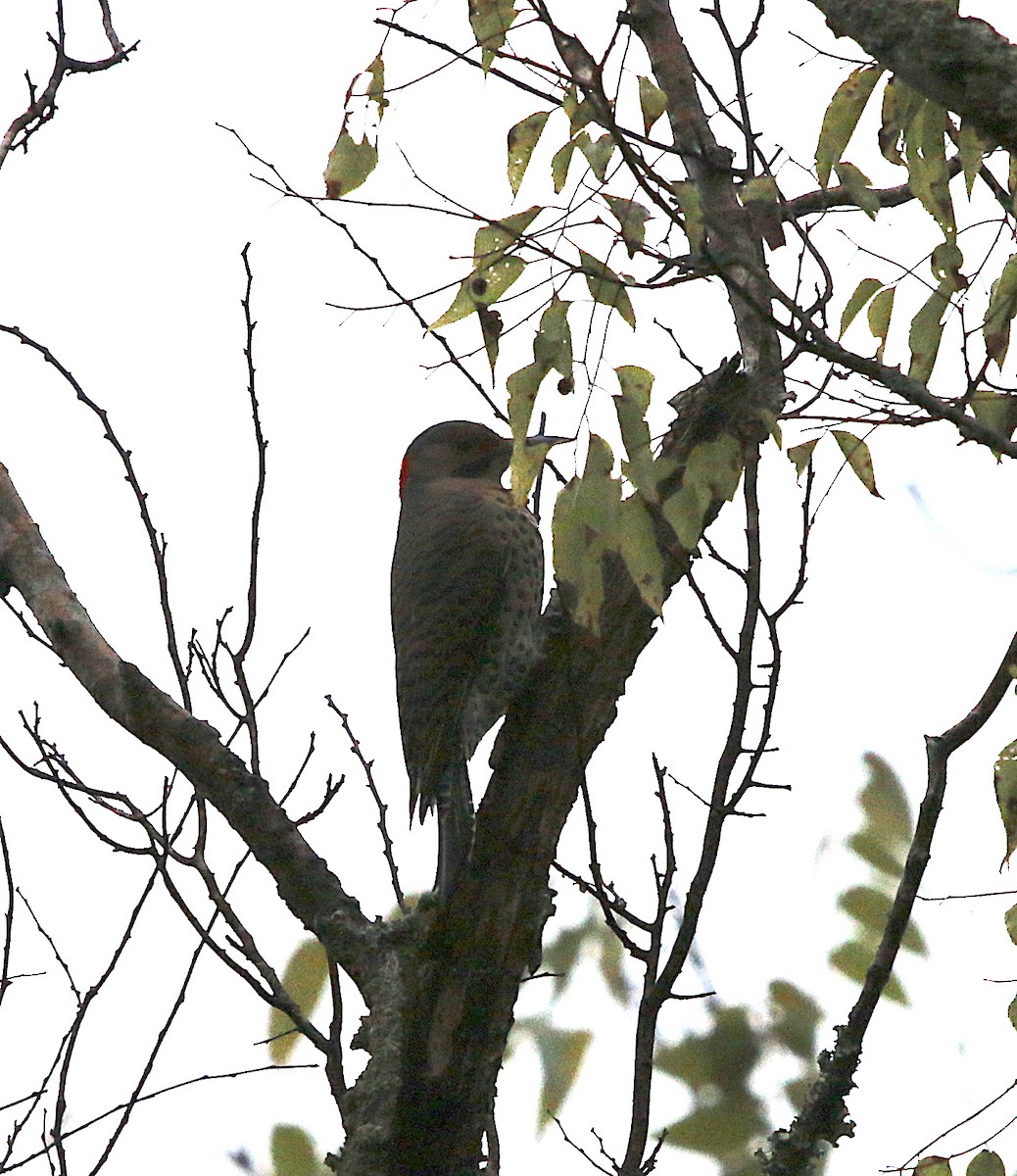 Northern Flicker - ML120770871