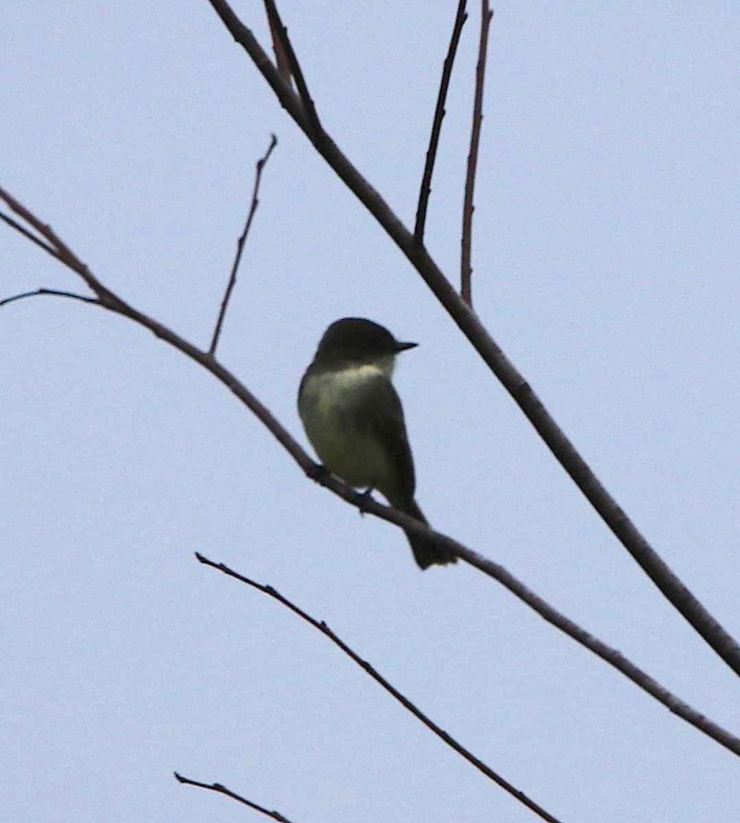 Eastern Phoebe - ML120770931