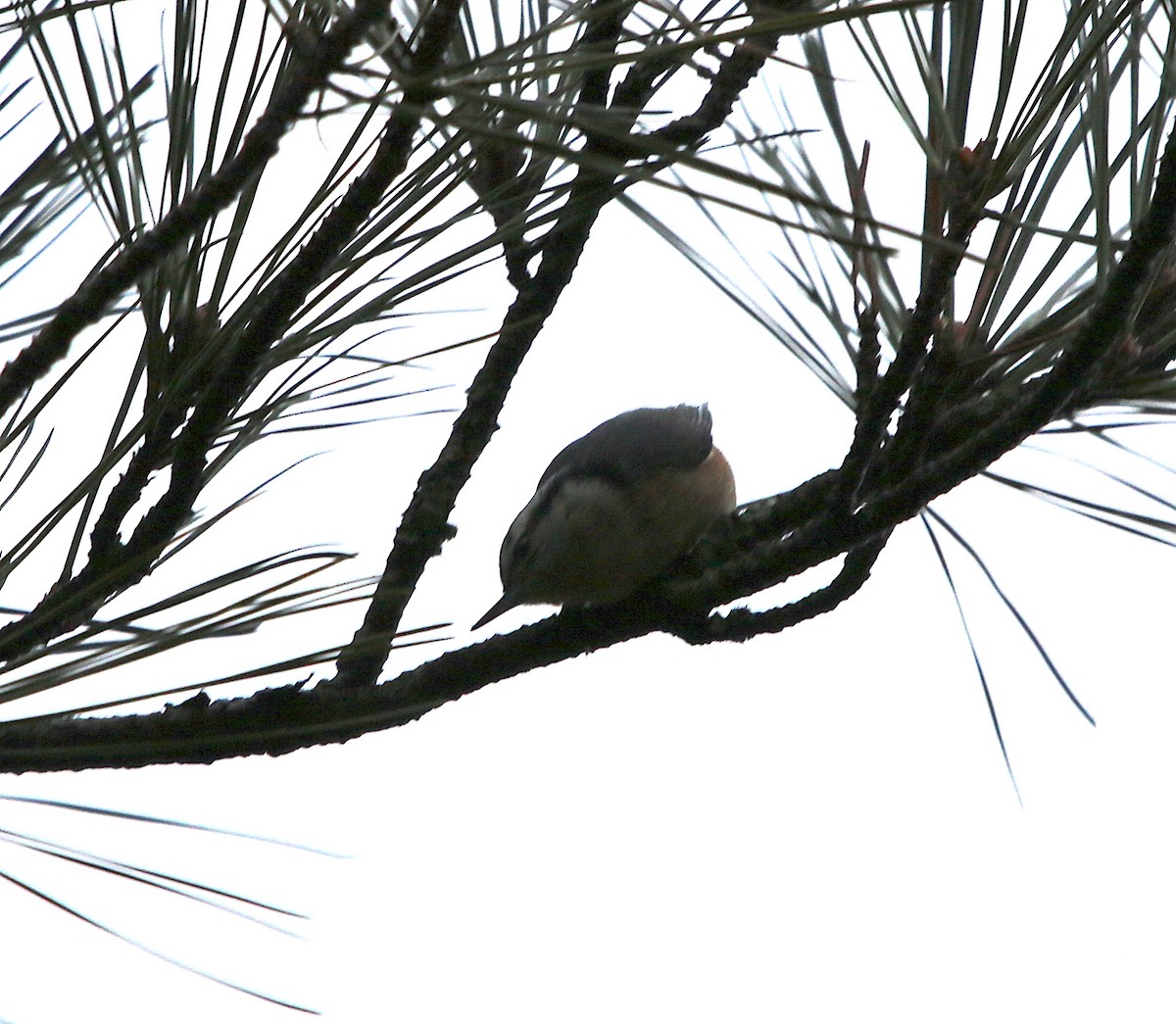Red-breasted Nuthatch - ML120770981