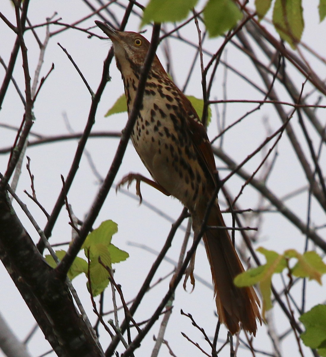 Brown Thrasher - ML120771141