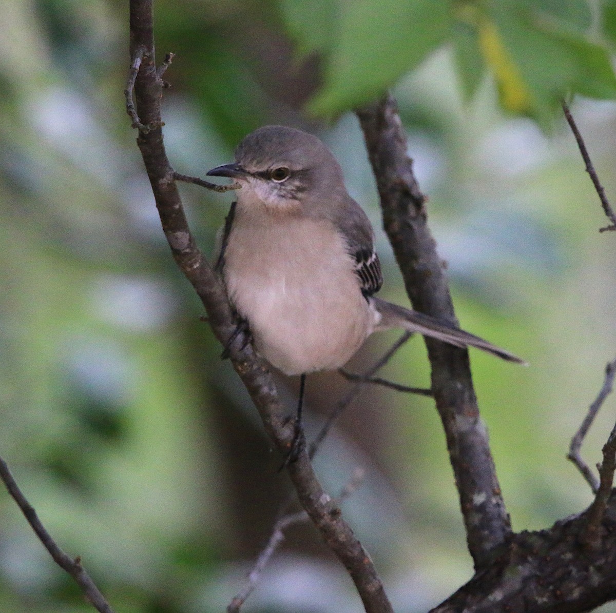 Northern Mockingbird - ML120771251