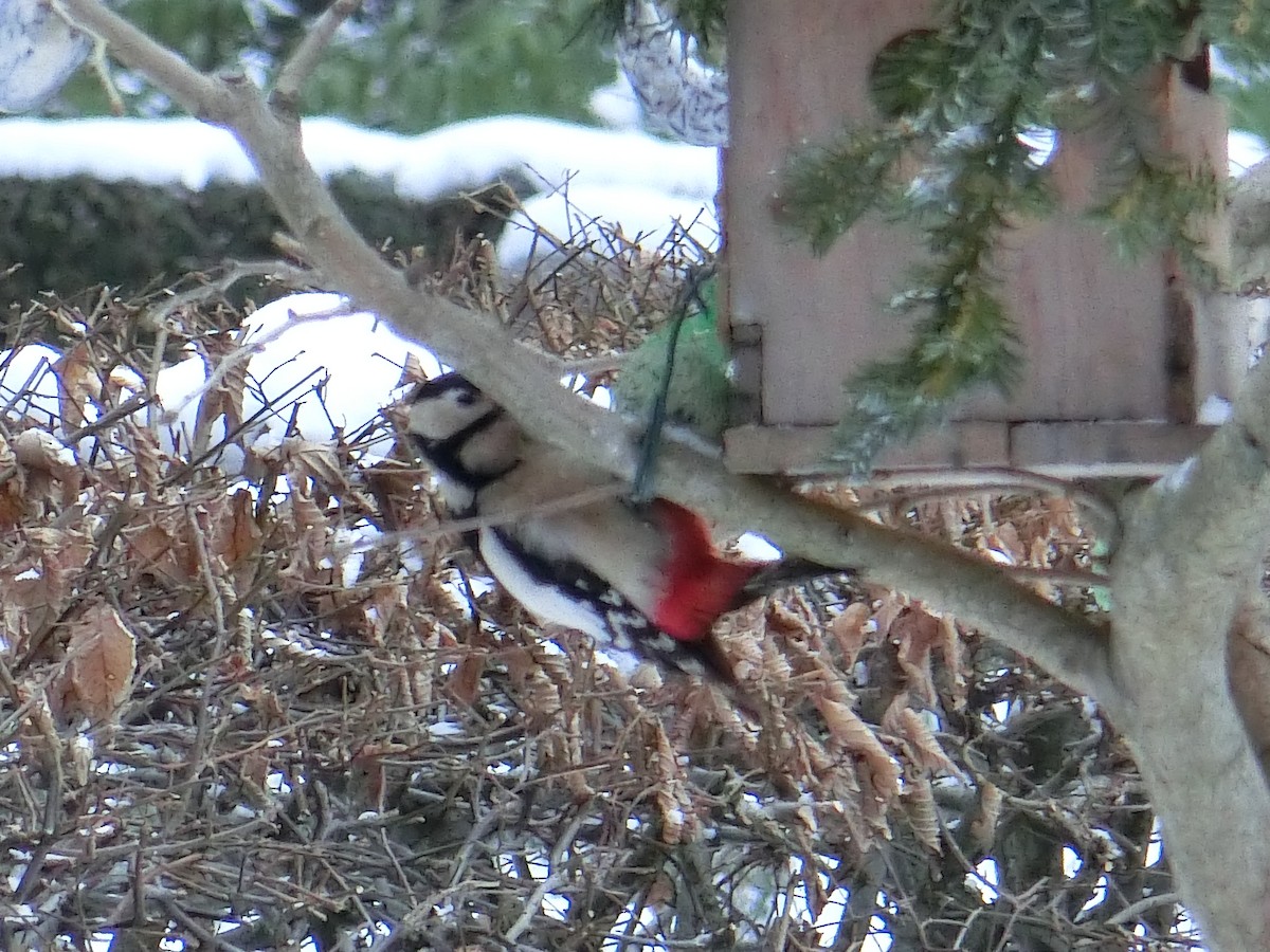 Great Spotted Woodpecker - ML120771481