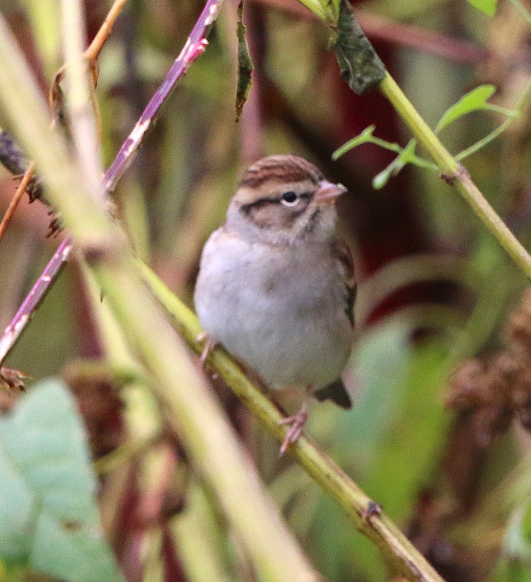 Chipping Sparrow - ML120771571