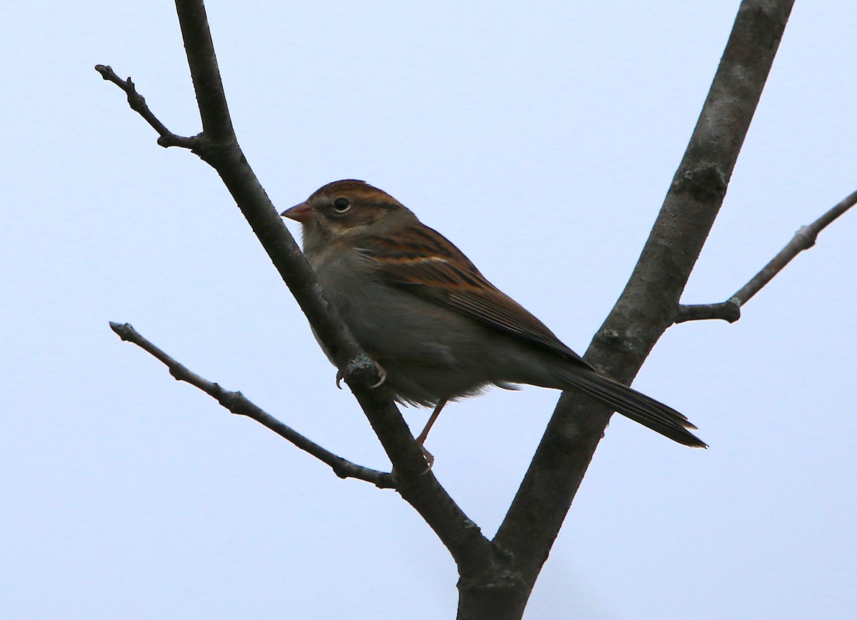 Chipping Sparrow - ML120771601