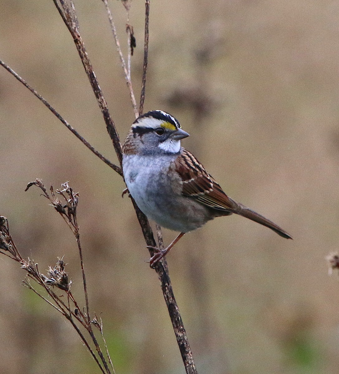 White-throated Sparrow - ML120771671