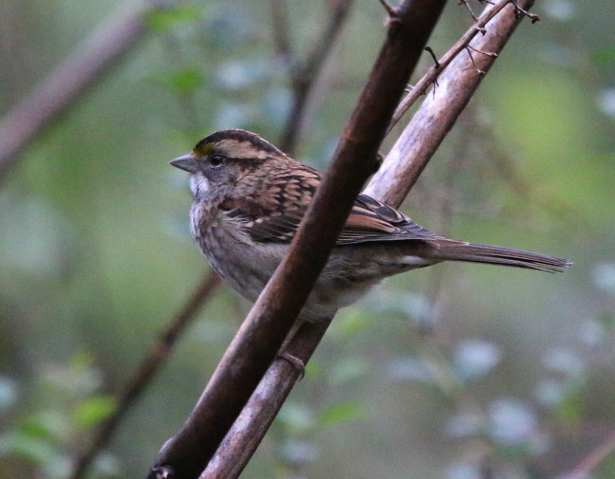 White-throated Sparrow - ML120771711