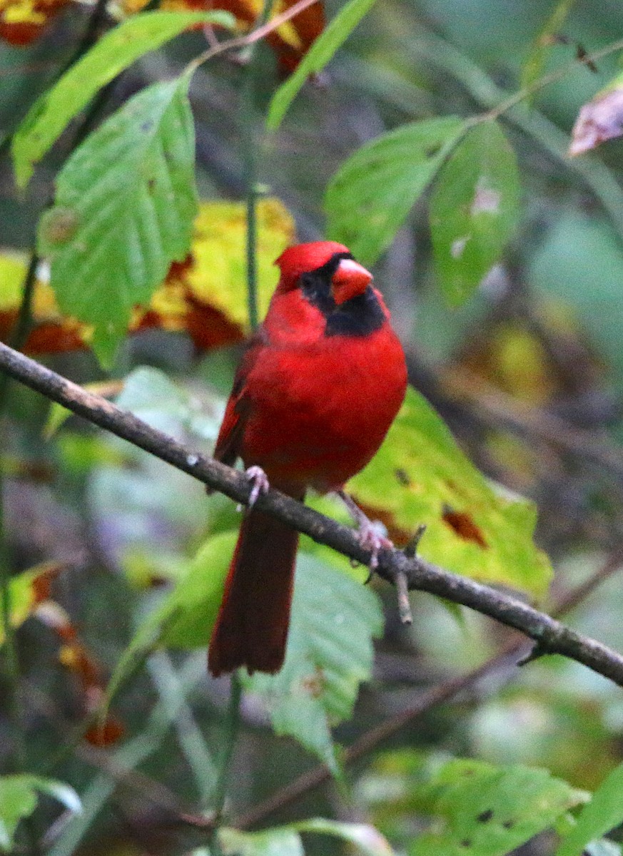 Northern Cardinal - ML120772121