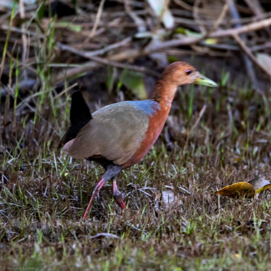 Rufous-necked Wood-Rail - ML120772131