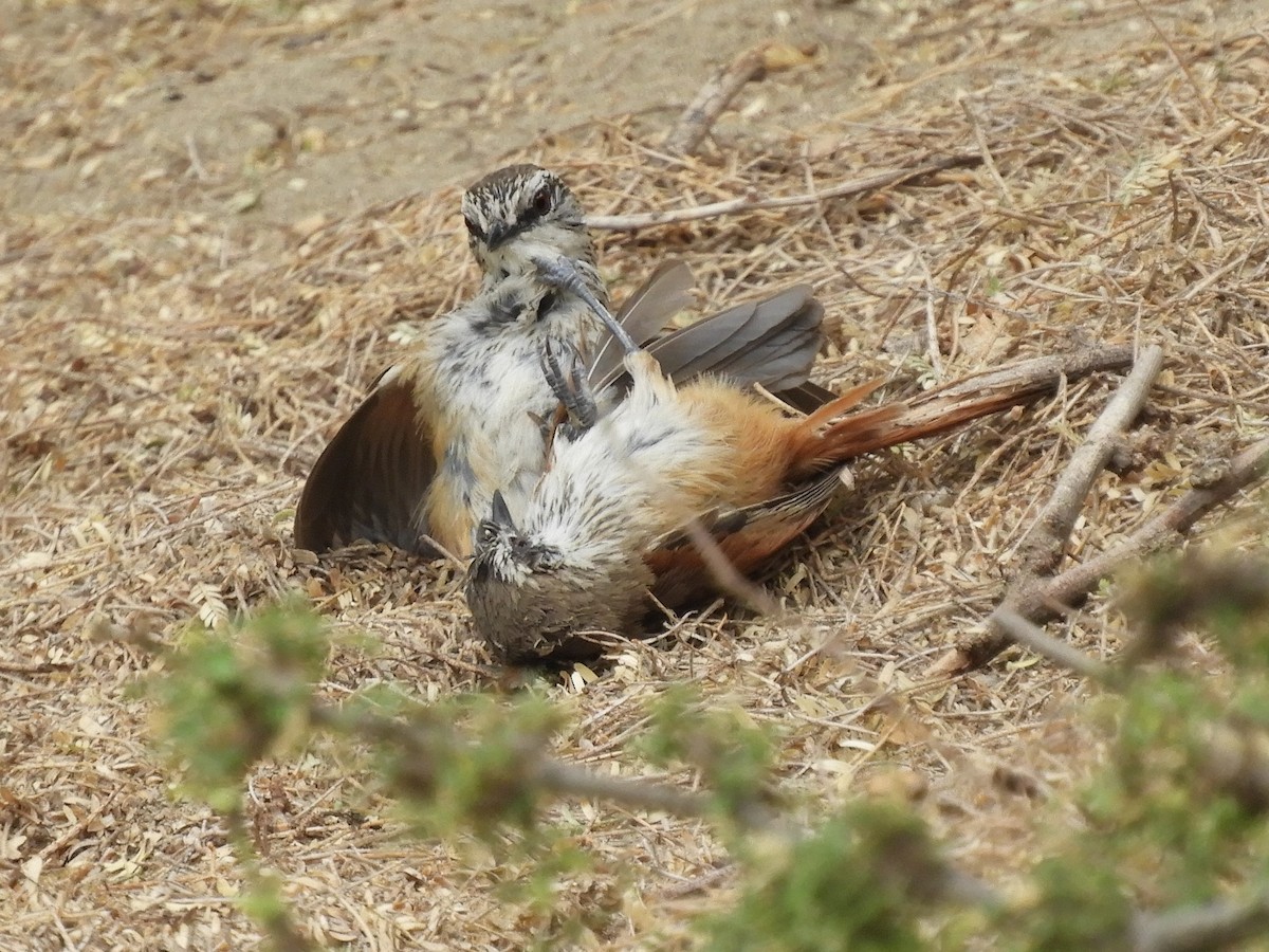 Necklaced Spinetail - Cliff Cordy