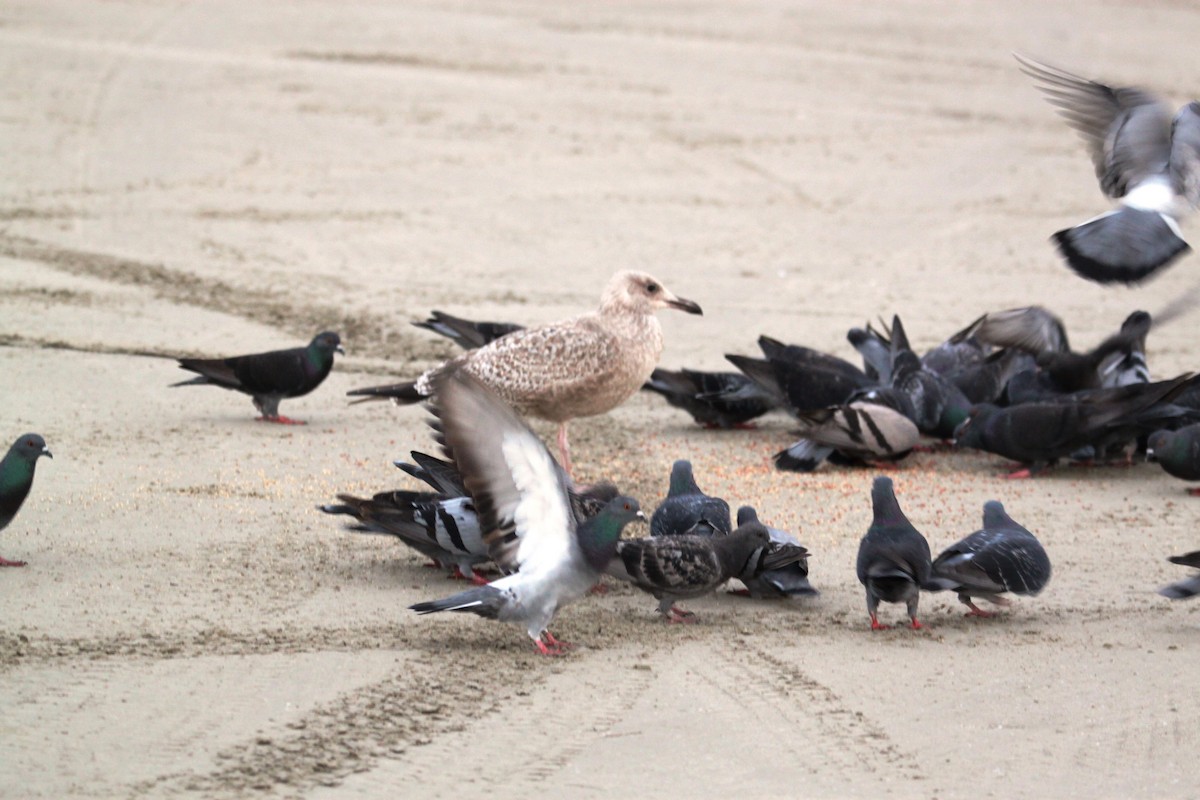 Rock Pigeon (Feral Pigeon) - ML120773601