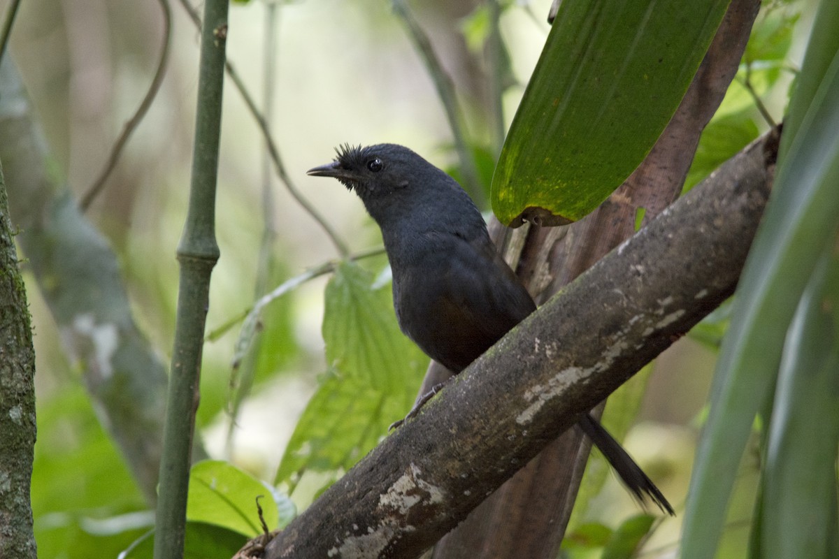 Slaty Bristlefront - ML120773841