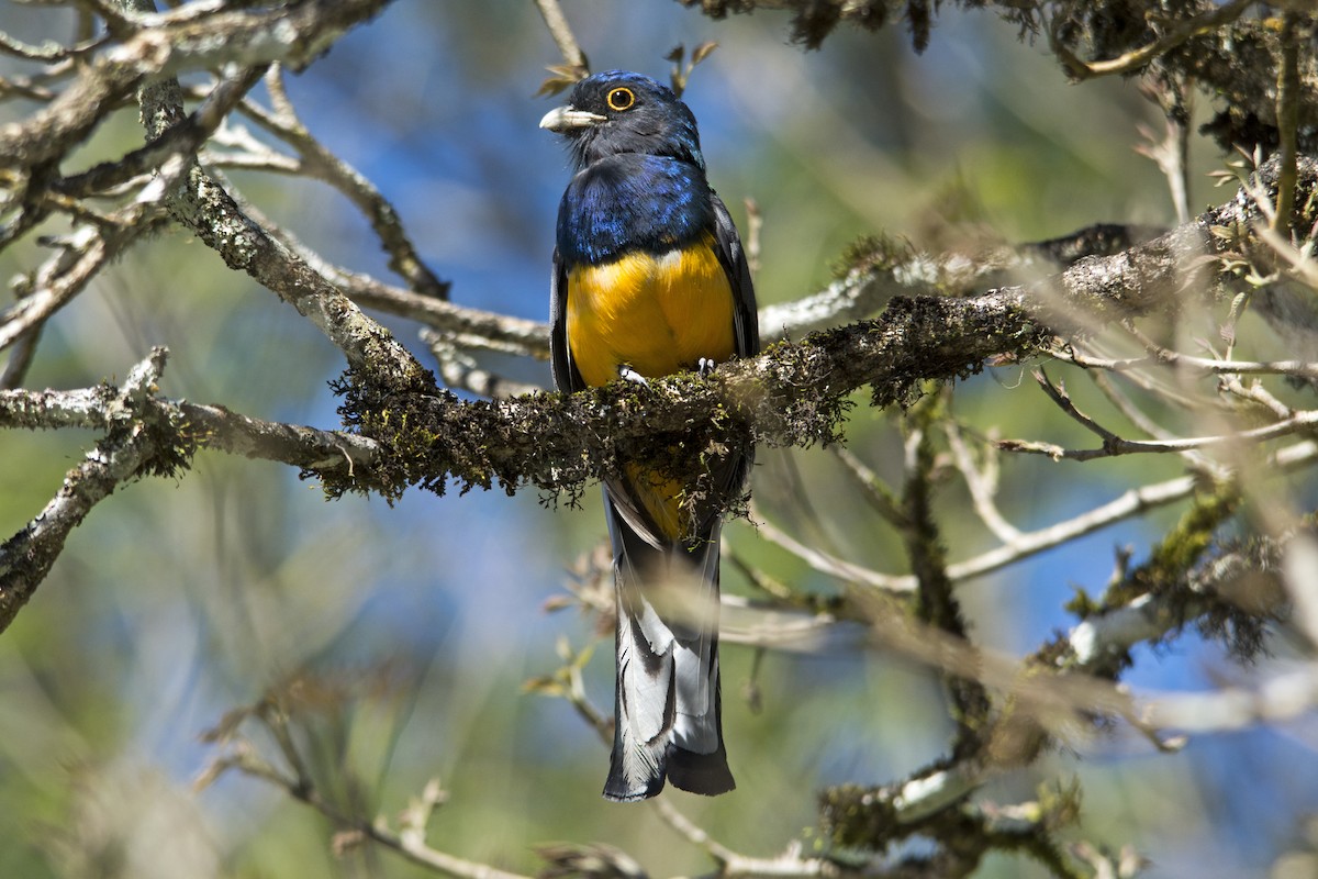 Surucua Trogon (Orange-bellied) - ML120774441