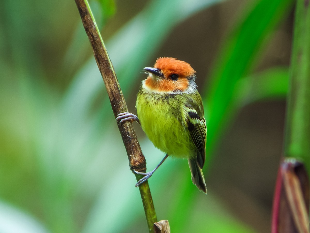 Rufous-crowned Tody-Flycatcher - ML120775511