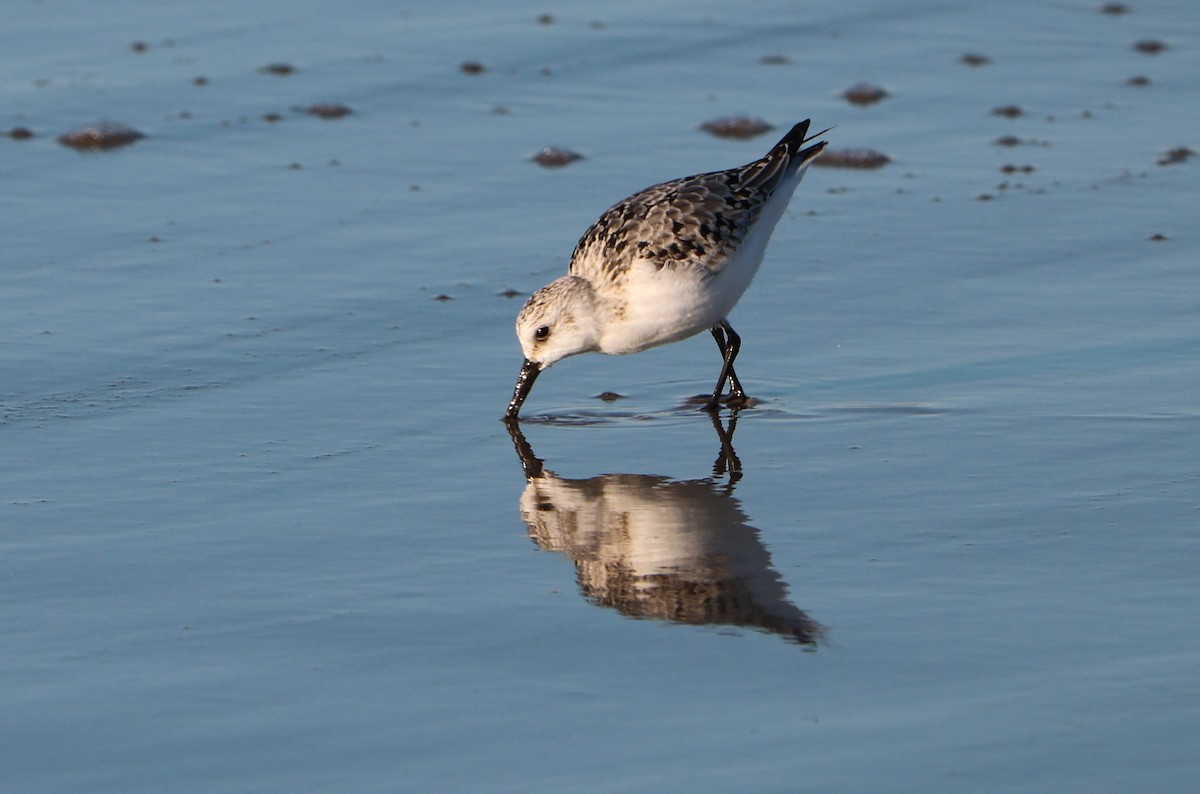 Sanderling - Lisa Manzi