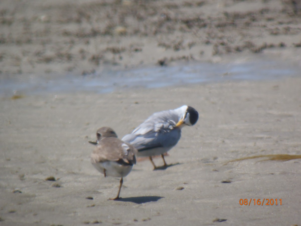 Least Tern - ML120776571