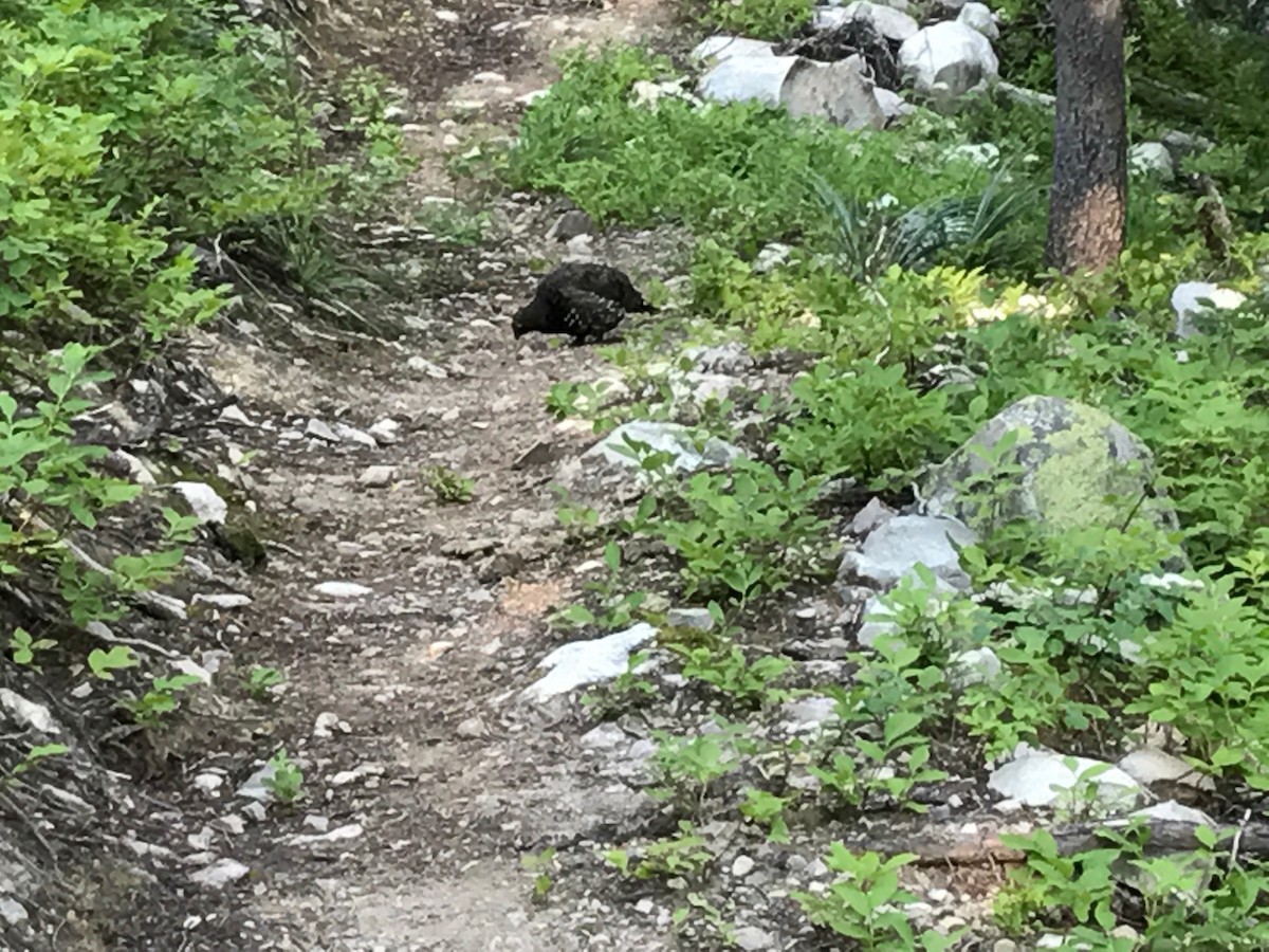 Spruce Grouse - ML120777581