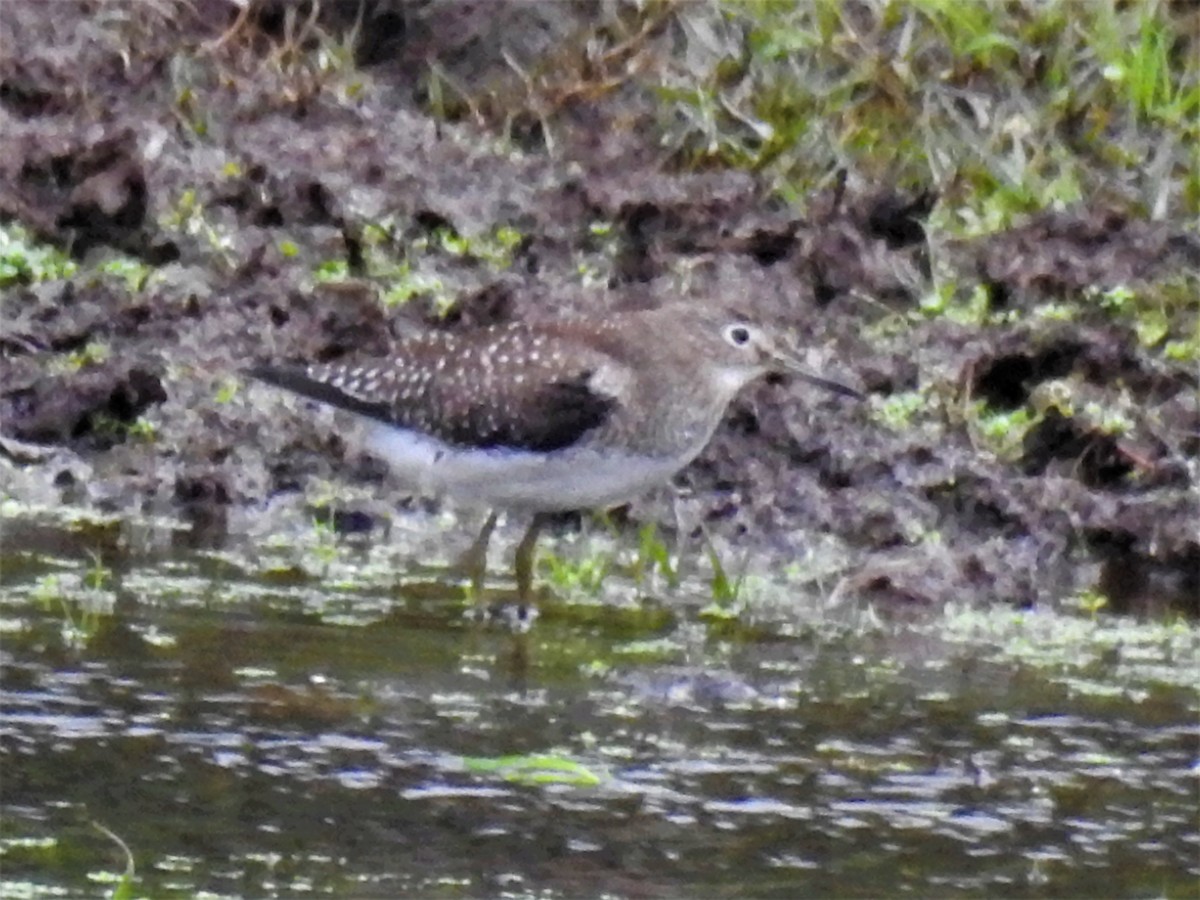 Solitary Sandpiper - ML120779921