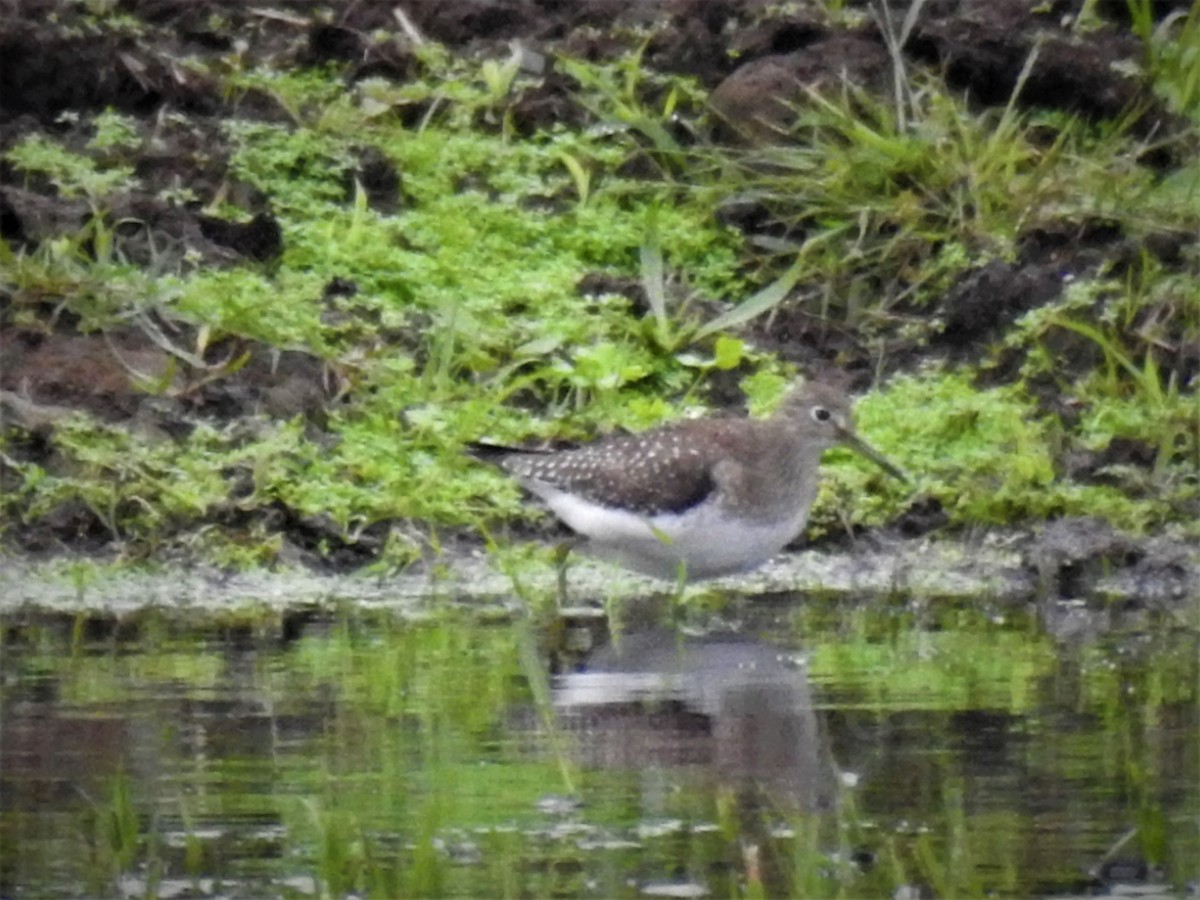 Solitary Sandpiper - ML120779951