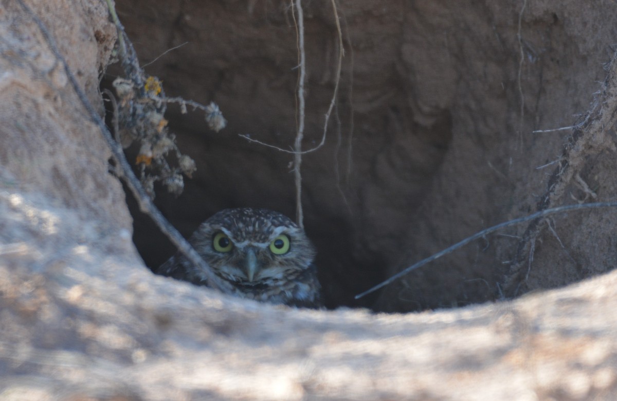 Burrowing Owl - ML120780071