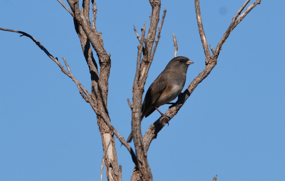 Dark-eyed Junco (Slate-colored) - ML120780271