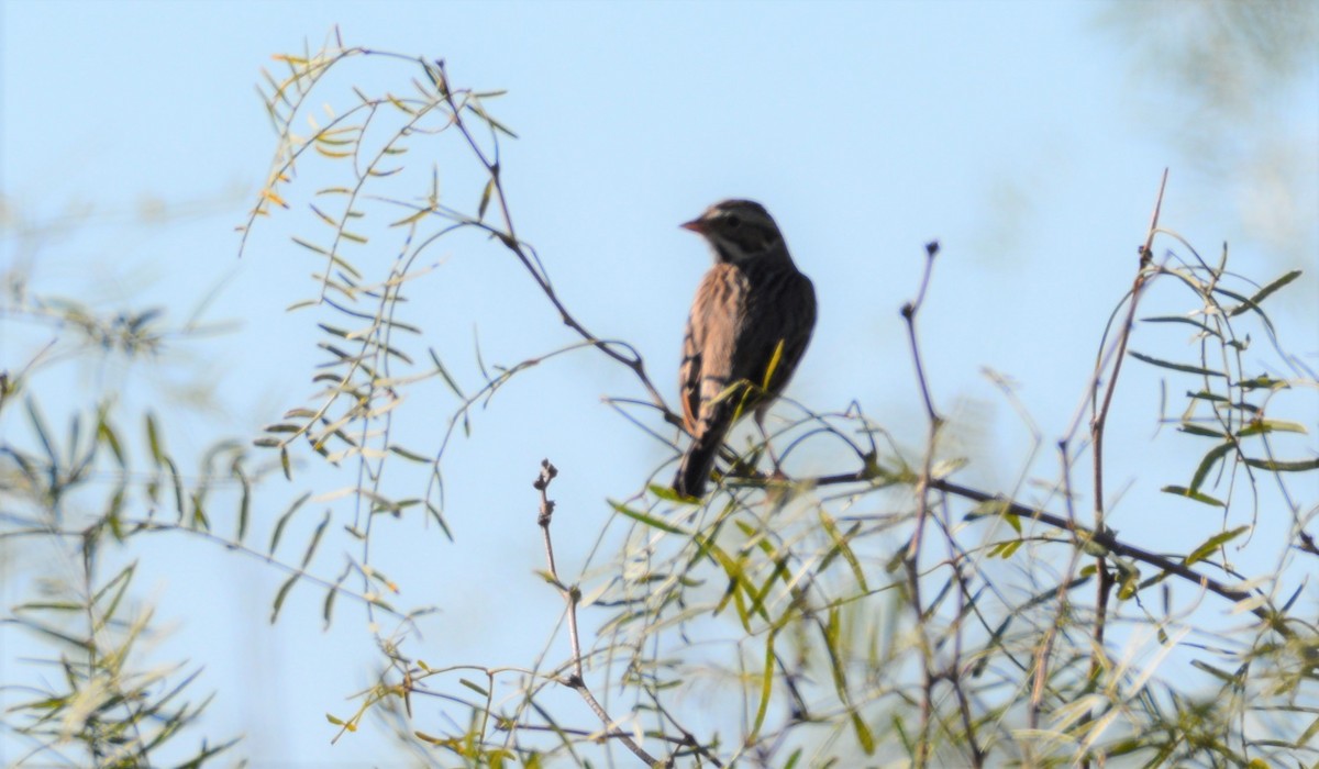 Savannah Sparrow - ML120780301