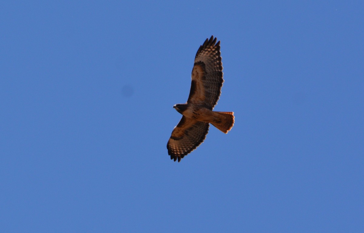 Red-tailed Hawk - ML120780451