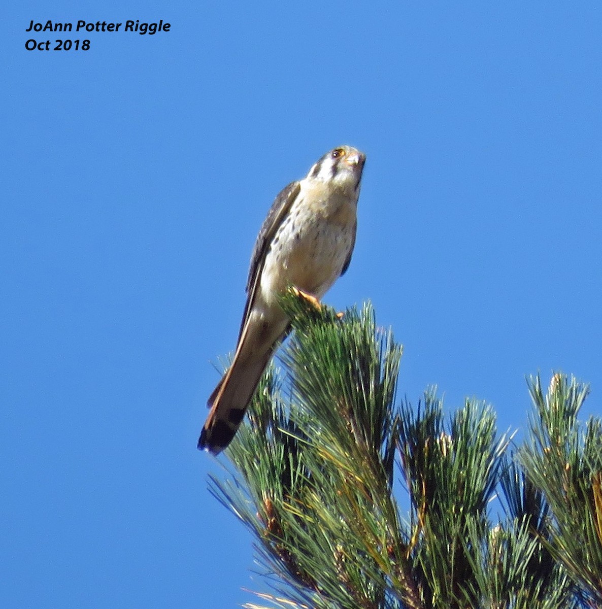 American Kestrel - JoAnn Potter Riggle 🦤