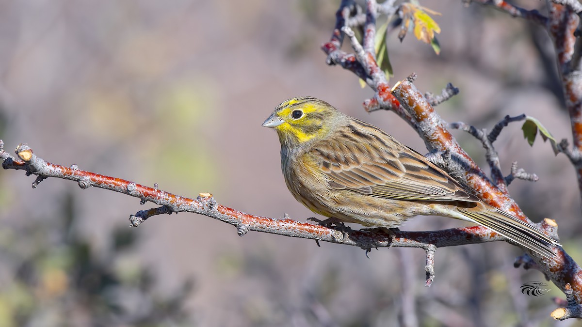 Yellowhammer - Ferit Başbuğ