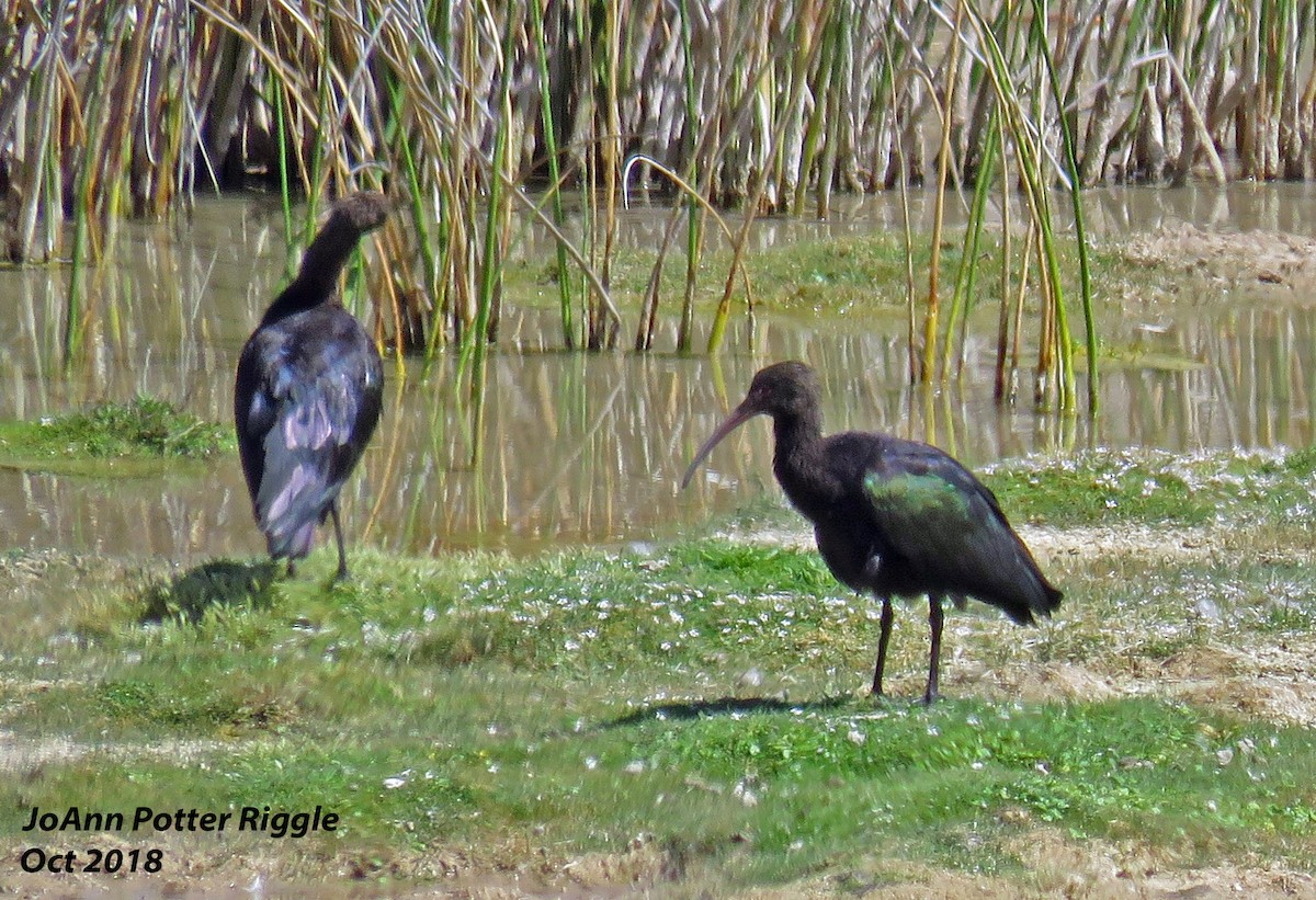 ibis andský - ML120780781