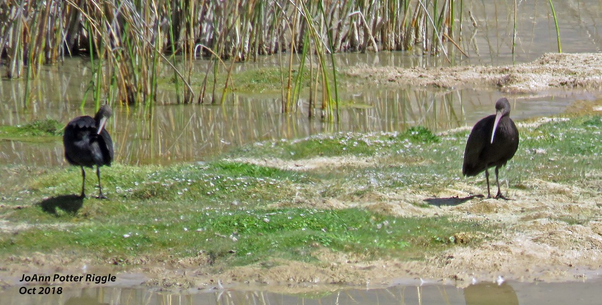 ibis andský - ML120780791