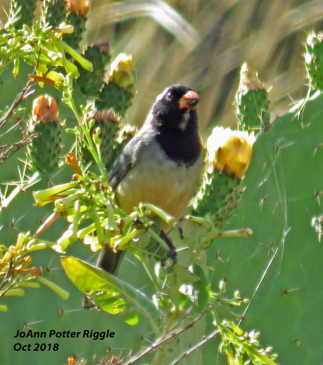 Golden-billed Saltator - ML120781121